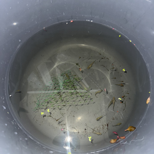 Dons Gupppy femelles et alevins