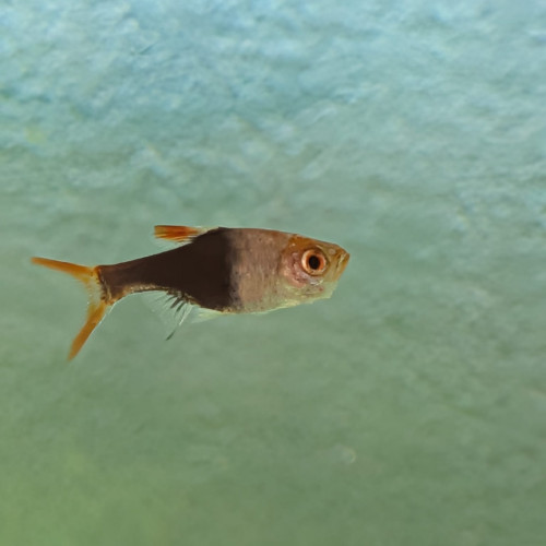 Donne poissons biotope Asie