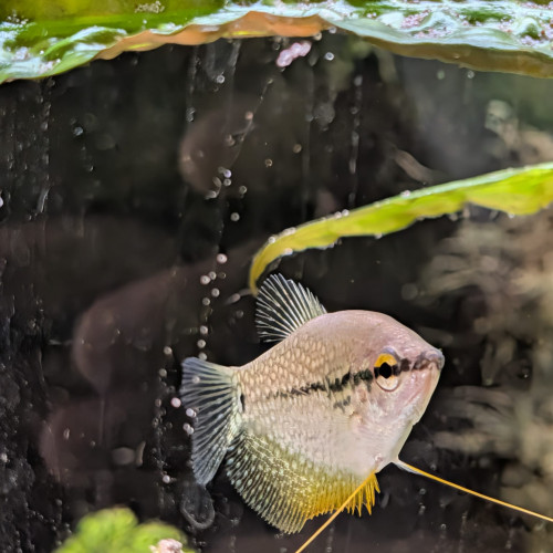 Donne poissons biotope Asie