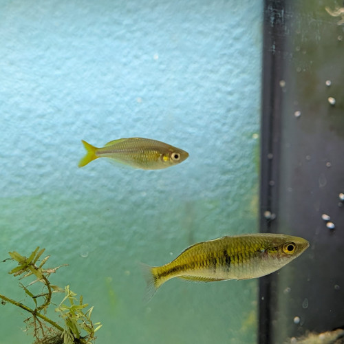 Donne poissons biotope Asie