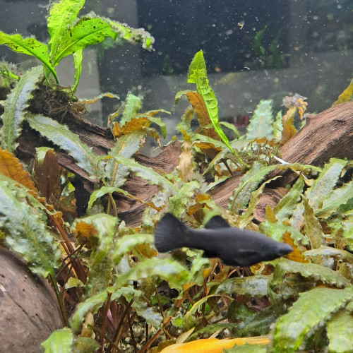 black molly