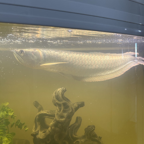 Arowana argenté