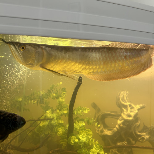 Arowana argenté