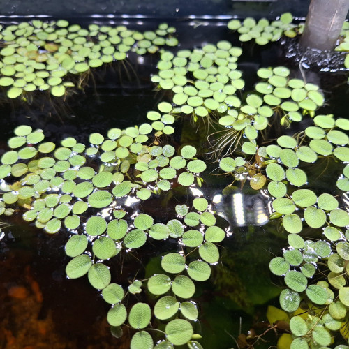Salvinia Minima