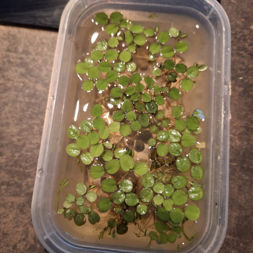 Salvinia Minima