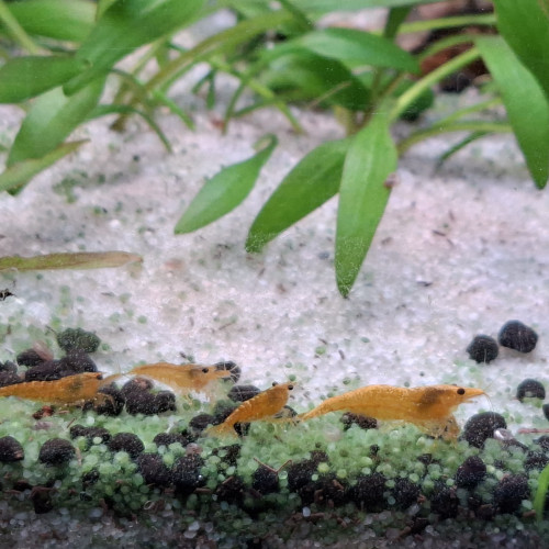 Neocaridina davidi yellow