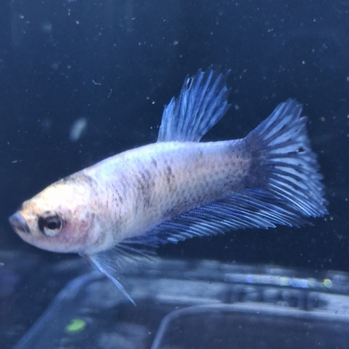 Betta mâle