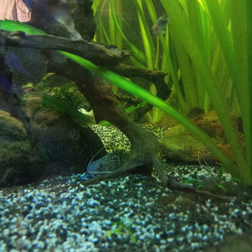 Donne pimelodus pictus