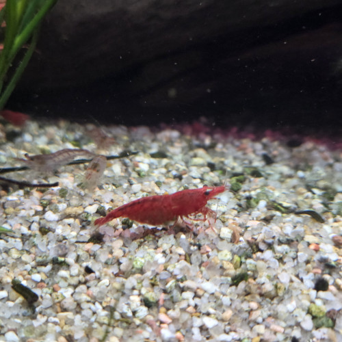Crevettes red cherry