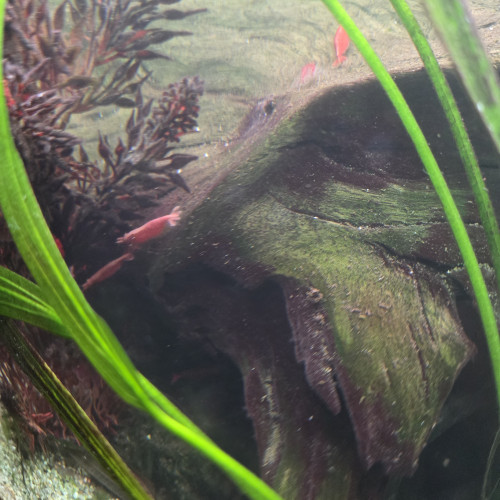 Crevettes red cherry