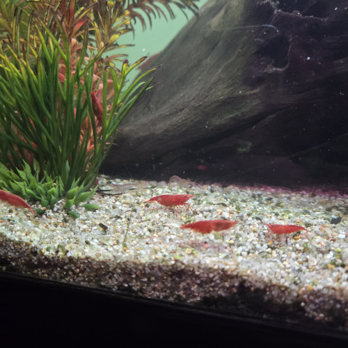 Crevettes red cherry