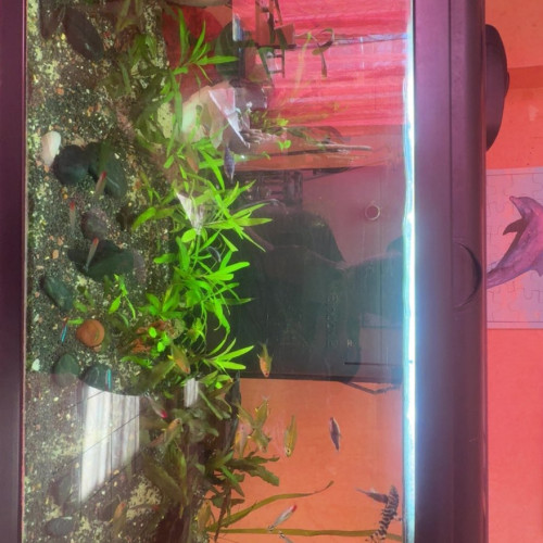 Lot de poisson a vendre