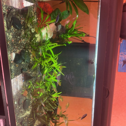 Lot de poisson a vendre