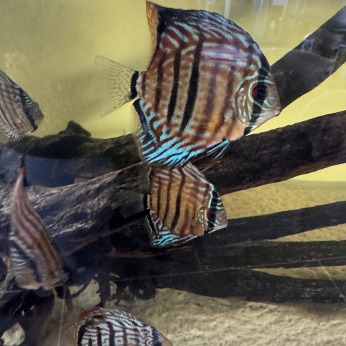 Discus de bonne qualité de 12/14 cm a vendre acheté chez jdl discus