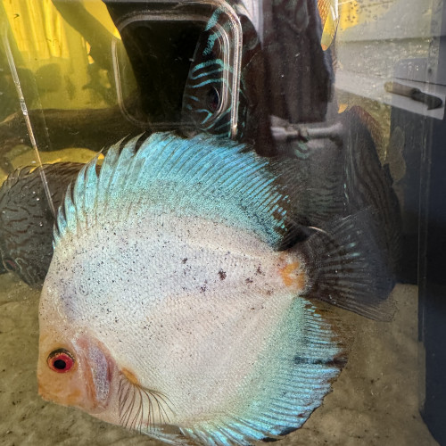 Discus de bonne qualité de 12/14 cm a vendre acheté chez jdl discus