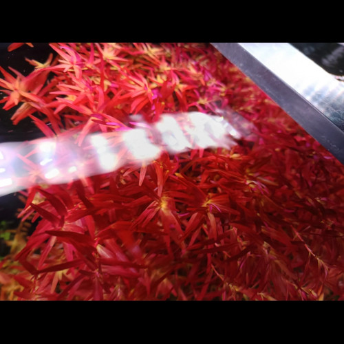 Rotala rouge