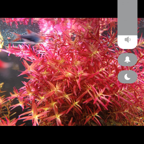 Rotala rouge