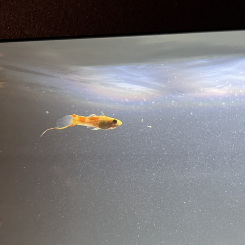 Guppy Endler