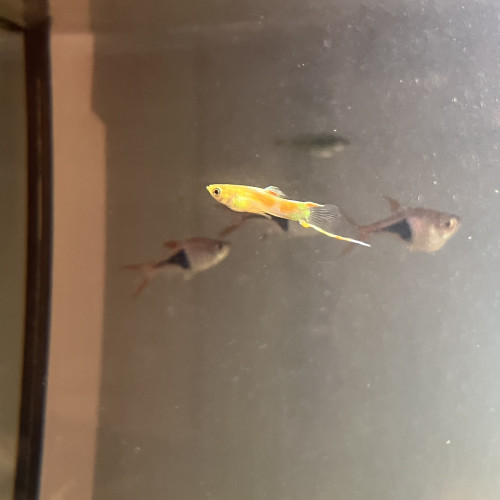 Guppy Endler