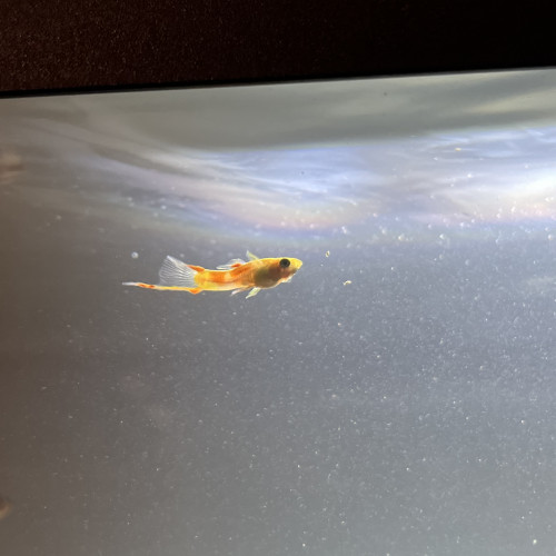 Guppy Endler