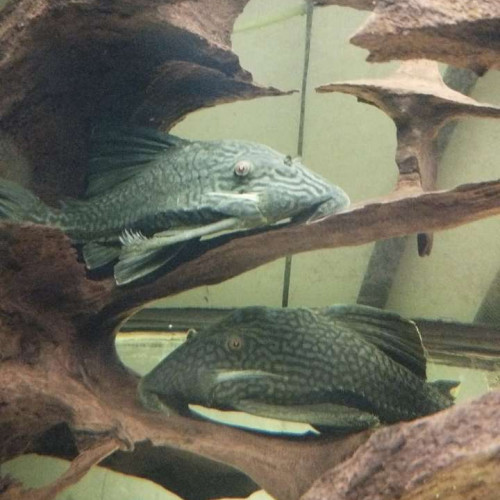 panaque pleco L330 L190 L191