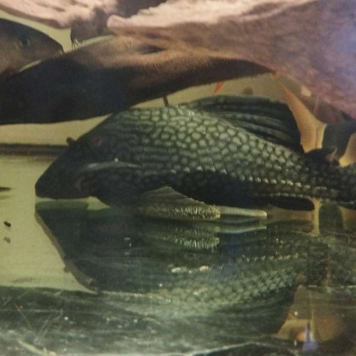 panaque pleco L330 L190 L191