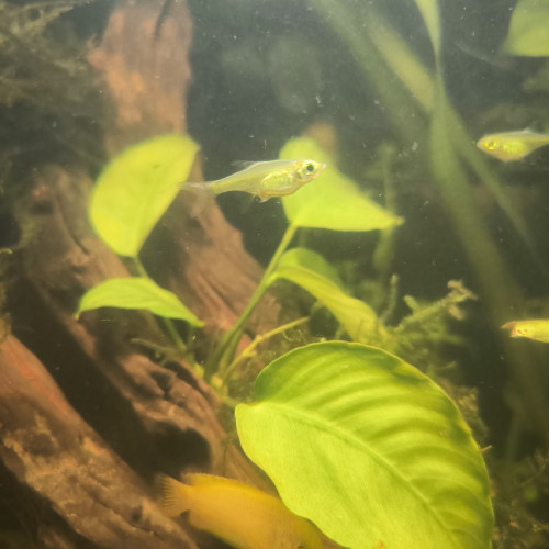 Rasbora Kubotai