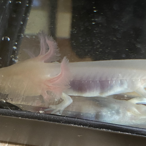 Jeune Axololt 8 mois