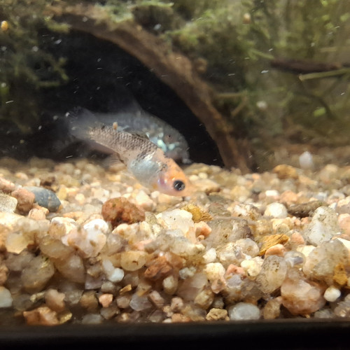 Je donne alevins / jeunes molly