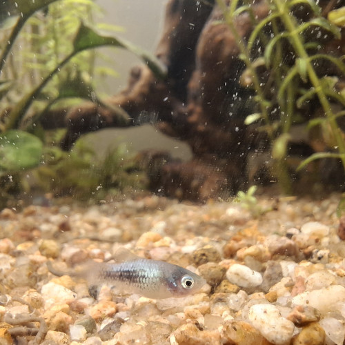 Je donne alevins / jeunes molly