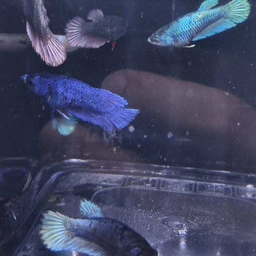 Betta plakat halfmoon femelles