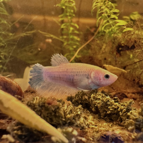 Femelle Betta cellophane