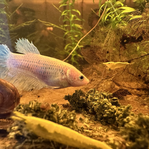 Femelle Betta cellophane