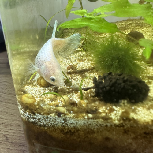 Femelle Betta cellophane