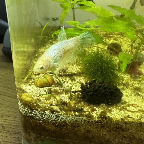 Femelle Betta cellophane