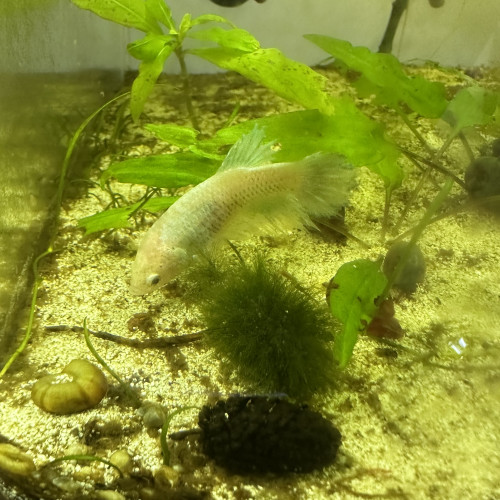 Femelle Betta cellophane