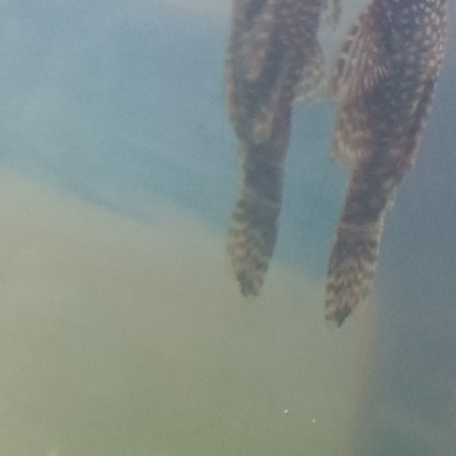 Pleco