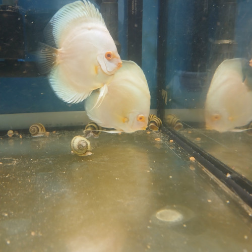Discus Platine Albinos  Tres Rare