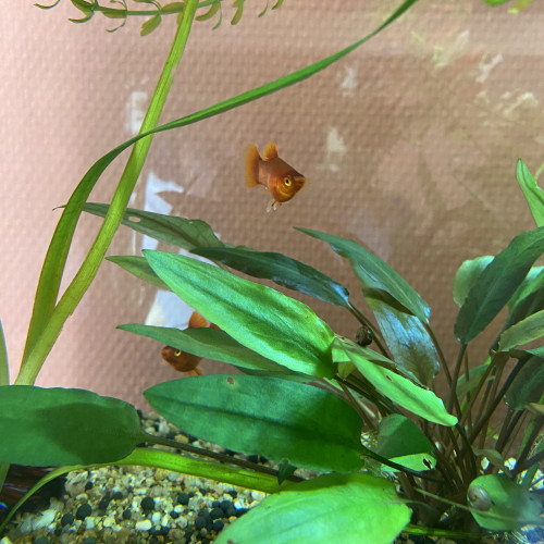 Don de 5 Platys mâles