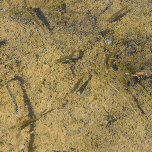 Gambusie mangeur de moustiques