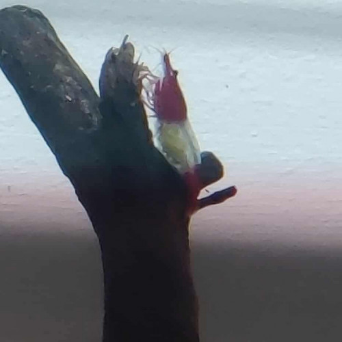 Vend Neocaridina Red Rili