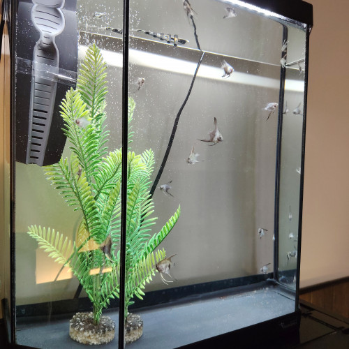 Poisson bébé scalaire