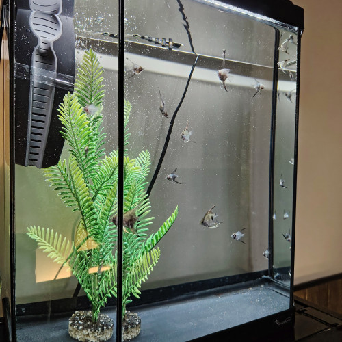 Poisson bébé scalaire