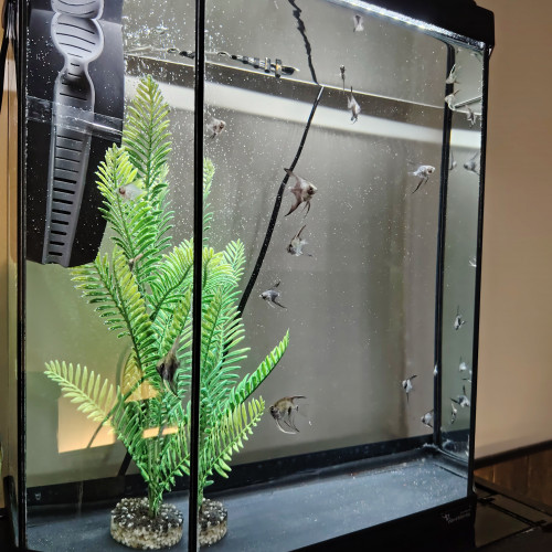 Poisson bébé scalaire