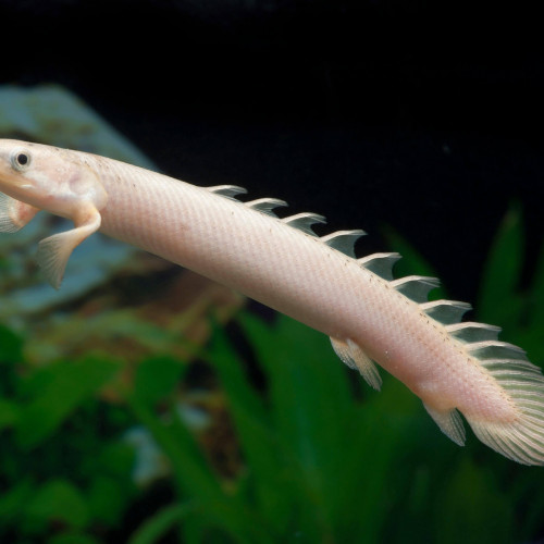 Polypterus senegalus