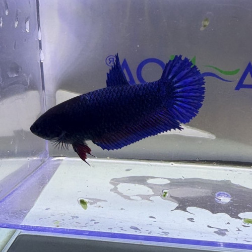 Betta plakat bleu