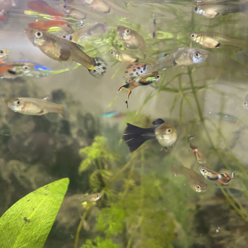 Jeunes guppys et alevins