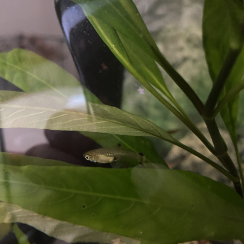 Jeunes guppys et alevins