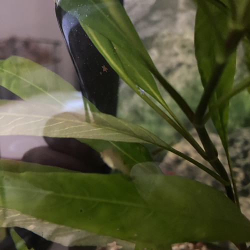 Jeunes guppys et alevins