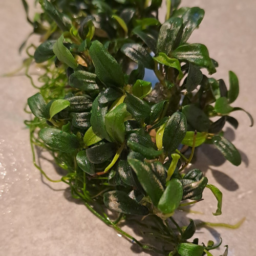 Bucephalandra micrantha needle leaf